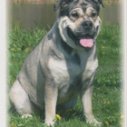 PERRO DE PRESA MALLORQUIN  POSTIKORTTI - pikkukuva 1