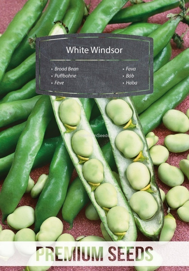 Härkäpapu ‘White Windsor’ - siemenet #