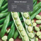 Härkäpapu ‘White Windsor’ - siemenet # - pikkukuva 1