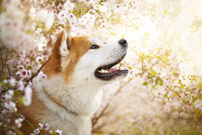 AKITA INU *UUSI POSTIKORTTI*