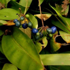 Sarjaklintonia (Clintonia umbellulata), siemeniä 20 kpl - pikkukuva 2