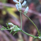 Peltovirvilä (Ervilia hirsuta), siemeniä 50 kpl - pikkukuva 2