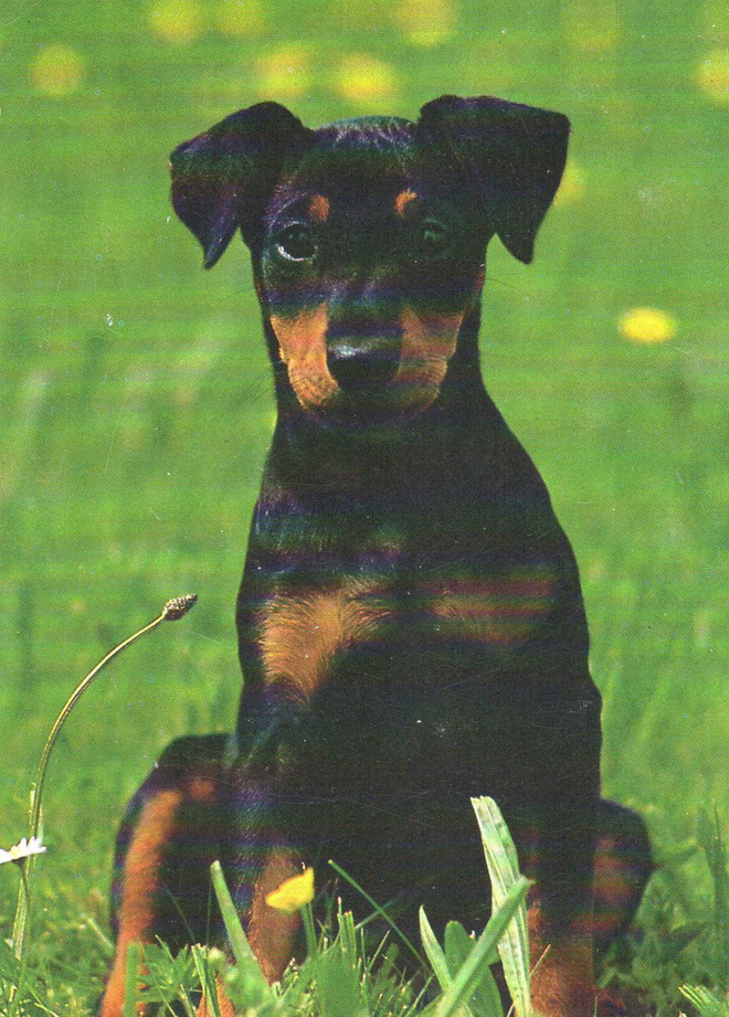 PINSERI  POSTIKORTTI