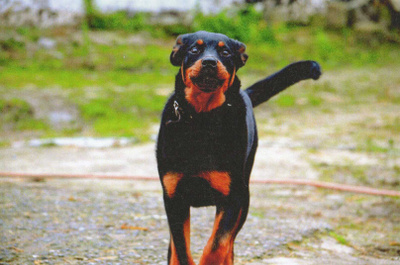 ROTTWEILER  POSTIKORTTI