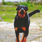 ROTTWEILER POSTIKORTTI - pikkukuva 1