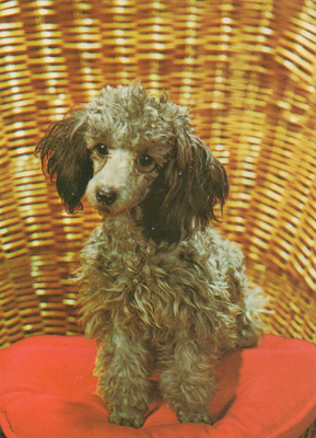 PUDEL " VILLAKOIRA "  POSTIKORTTI