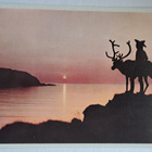 Lappi, kesäyön aurinko, poro Norjan Lapissa, kulkematon - pikkukuva 1