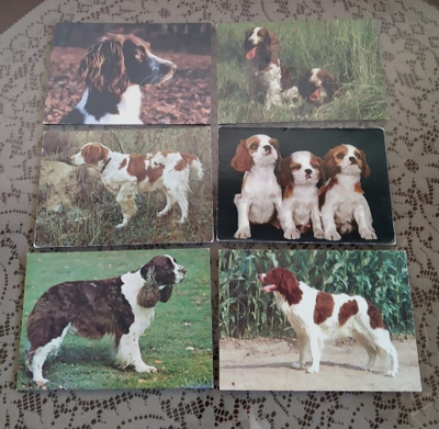 6 ENGLANNIN SPRINGERSPANIEL  POSTIKORTTIA