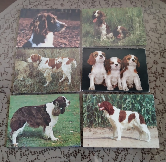 6 ENGLANNIN SPRINGERSPANIEL  POSTIKORTTIA