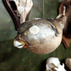 Kookas pallokalapreparaatti (Tetraodontidae), Filippiinit - pikkukuva 2