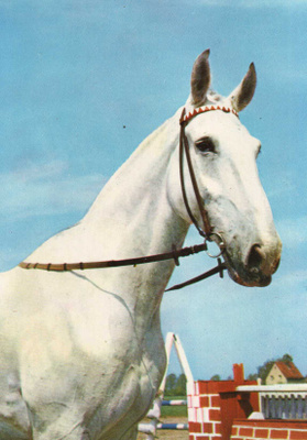 HEVONEN POSTIKORTTI