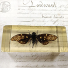 Natura Obscura – Entomologinen näyte no. 402 - pikkukuva 3