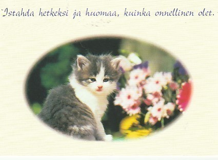 Postikortti, Eläinaihe, eläimet , kissa