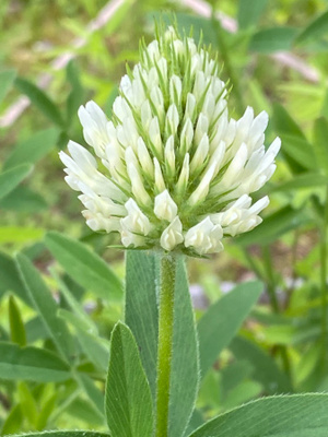 Kalvasapila (Trifolium ochroleucon), siemeniä 50 kpl