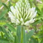 Kalvasapila (Trifolium ochroleucon), siemeniä 50 kpl - pikkukuva 1