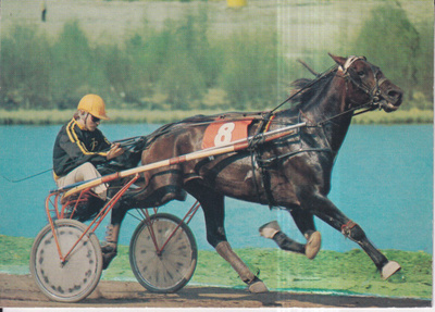 Hevonen ravuri vauhdissa ,  e132