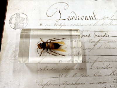 Natura Obscura – Entomologinen näyte no. 341