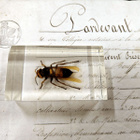 Natura Obscura – Entomologinen näyte no. 341 - pikkukuva 1