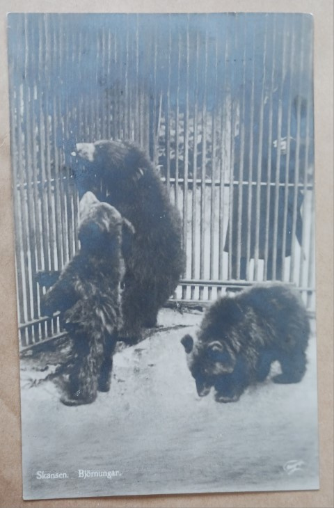 Tukholma,  Skansen, karhut aitauksessa, p. 1925 -> Suomeen
