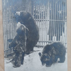 Tukholma,  Skansen, karhut aitauksessa, p. 1925 -> Suomeen - pikkukuva 1
