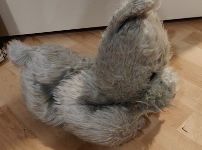 Koira