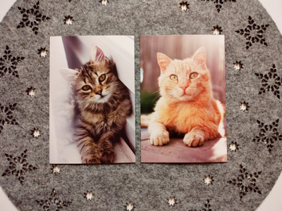 ~Kissa kortti~ 2kpl
