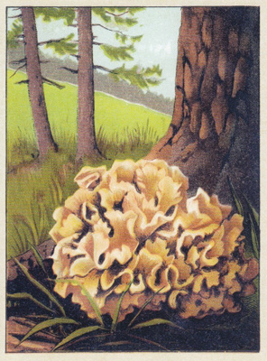 Kurttusieni (isohko kortti)