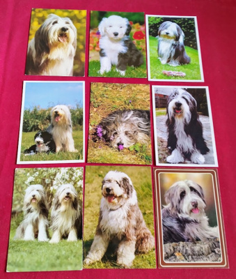 9 BOBTAIL  POSTIKORTTIA