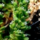 Rosularia globulariifolia, siemeniä 300 kpl - pikkukuva 2