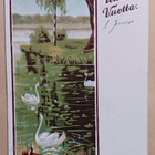 Joutsenia uiskentelemassa rantavedessä, Uusi Vuosi, p. 1910 - pikkukuva 1