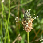 Heinäratamo (Plantago lanceolata), siemeniä 100 kpl - pikkukuva 1