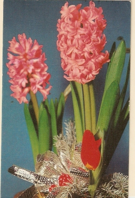Hyasintit loistossaan. Kulk. 1971