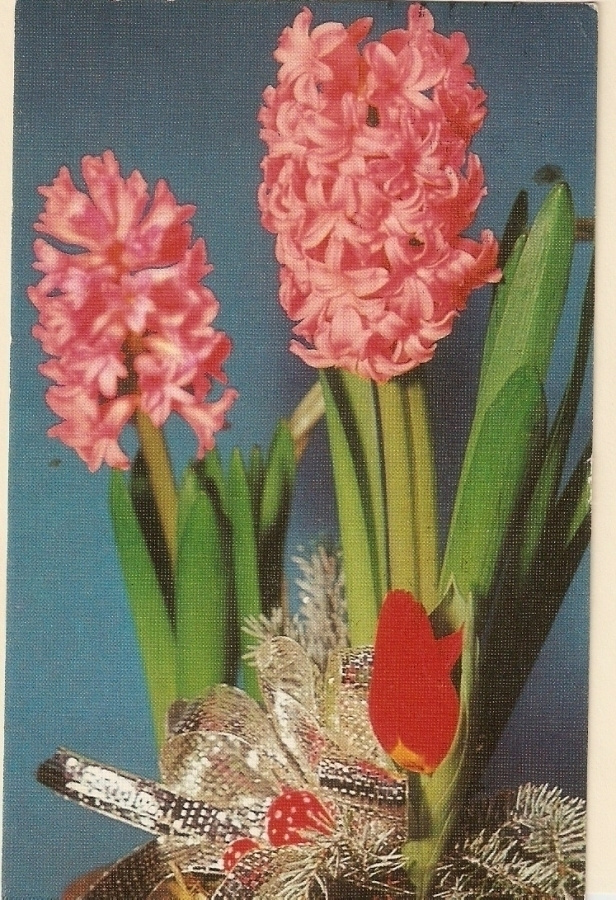 Hyasintit loistossaan. Kulk. 1971