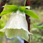 Kiinanpeikonkello (Codonopsis pilosula), siemeniä 100 kpl - pikkukuva 2