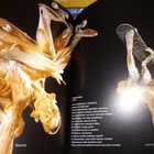 Gunther von Hagen :  BODY WORLDS the original EXHIBITION - pikkukuva 4
