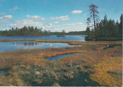 Ilomantsi/Lieksa: Patvinsuo