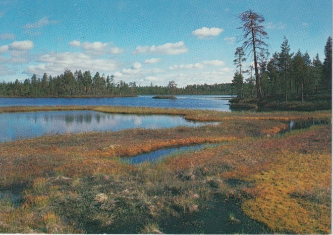 Ilomantsi/Lieksa: Patvinsuo