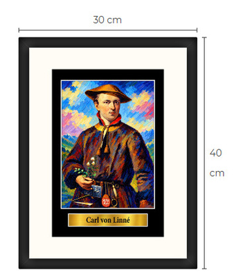 Uusi Carl von Linné art print kehystetty 30 cm x 40 cm