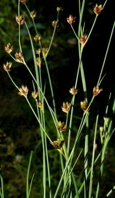 Rantavihvilä (Juncus alpinoarticulatus), siemeniä 100 kpl