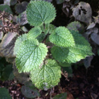 Lehtopähkämö (Stachys sylvatica), siemeniä 50 kpl - pikkukuva 3