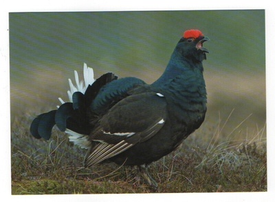 Teeri (Tetrao tetrix) #203#