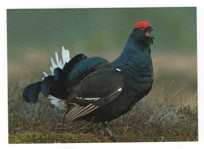 Teeri (Tetrao tetrix) #203#