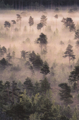 Usvainen metsä