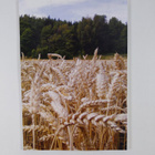 Sylvia Manninen : Uskelan Maamiesseura r.y. 1905-2006 - pikkukuva 2