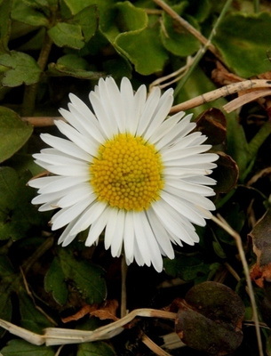 Kaunokainen (Bellis perennis), siemeniä 100 kpl