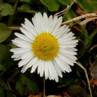 Kaunokainen (Bellis perennis), siemeniä 100 kpl - pikkukuva 1