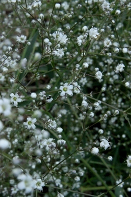 Morsiusharso (Gypsophila paniculata), siemeniä 100 kpl