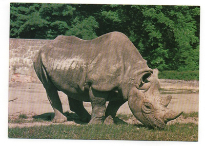 Suippohuulisarvikuono/mustasarvikuono (Diceros bicornis)#190