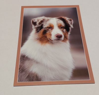 Red merle Australianpaimenkoira *UUSI*