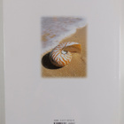 Patrick Hook : The world of seashells : a fully illustrat... - pikkukuva 2